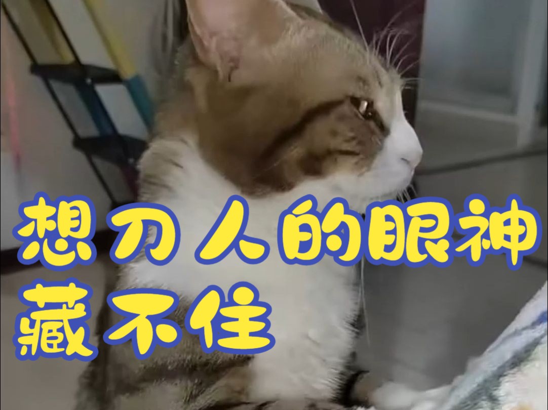 想刀人的眼神藏不住