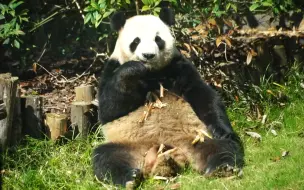 妮可出外场了 跟润玥艾玖和毛豆当邻居 迁居愉快！