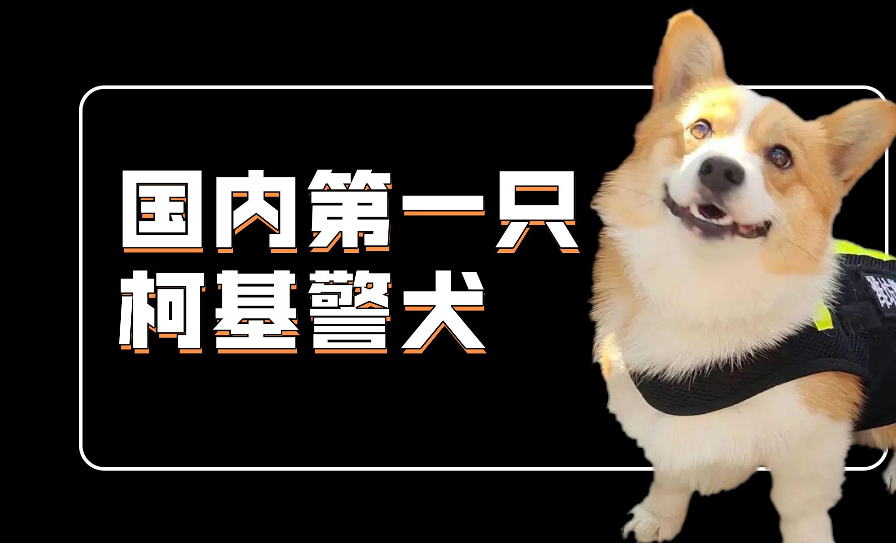 柯基也能当警犬?别再说我们是萌化敌人了!