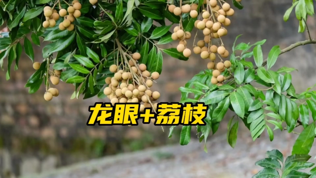 [图]龙眼+荔枝=？龙眼与荔枝的杂交新品种来了，以后中秋节有机会吃上国产龙眼！