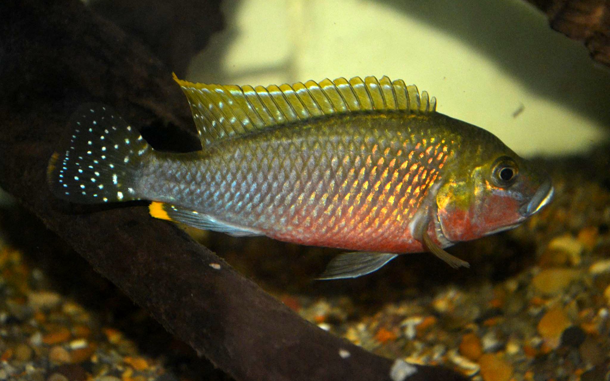lufubuchromis relictus 西非慈鲷 原生鱼 观赏鱼 热带鱼_哔哩哔哩