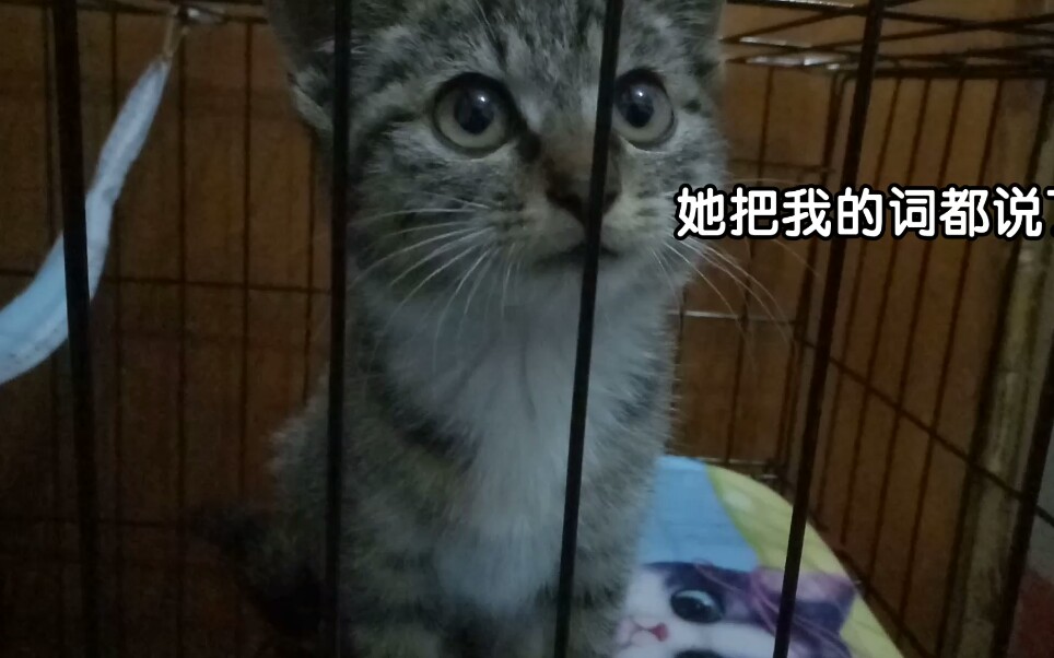 【狸花猫】小猫咪第一天被关笼子,全程骂骂咧咧哔哩哔哩bilibili