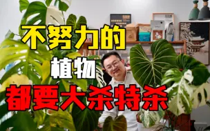 Download Video: 不努力的植物们都要大杀特杀一下了