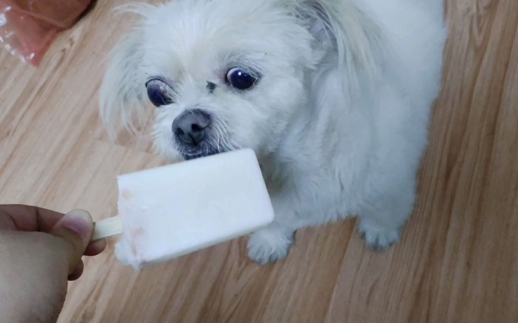 【大四实习vlog29】在家自制狗狗冰棒~开开心心过完夏天最后的小尾巴