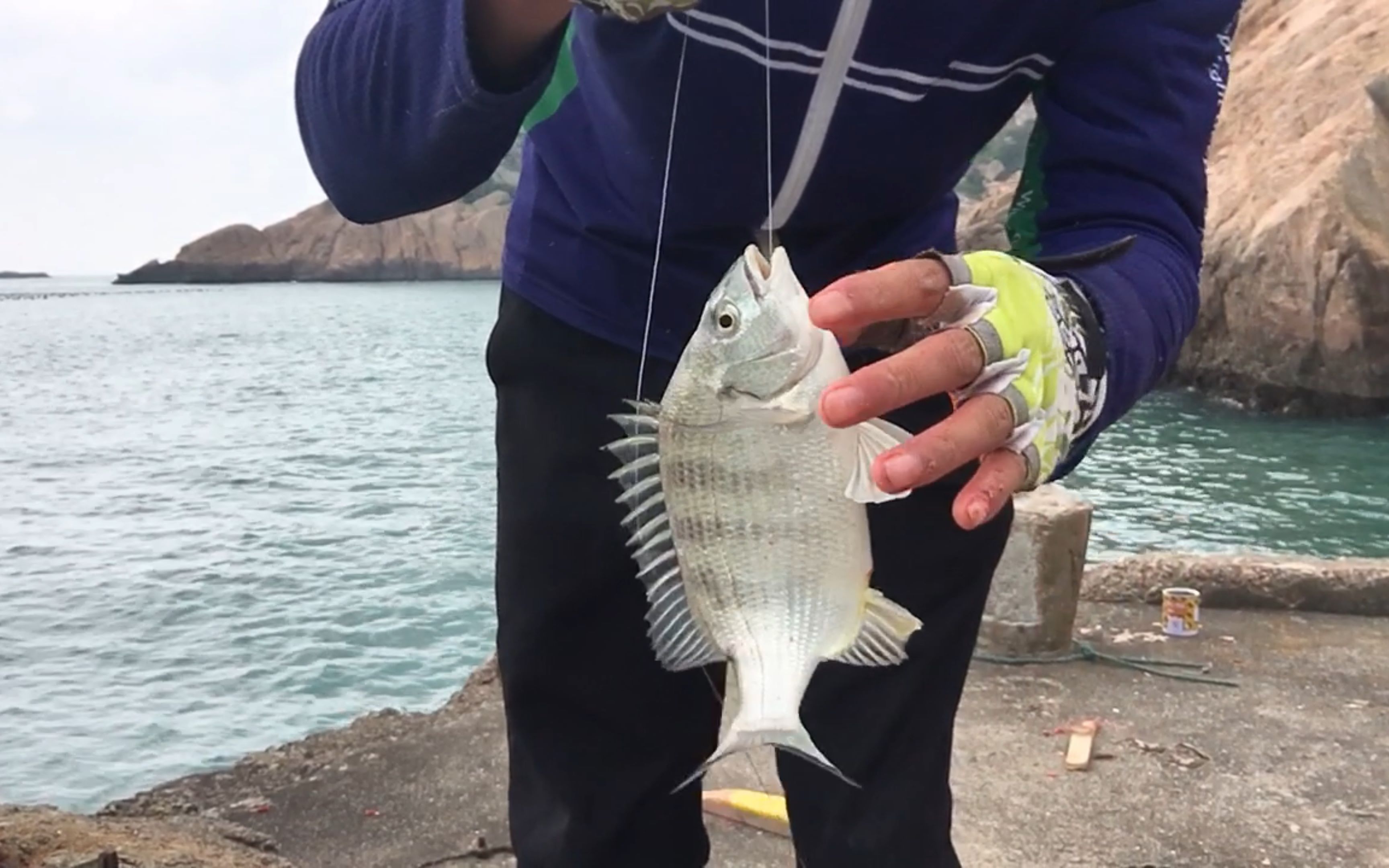 疫情中的舟山某島,廢棄碼頭上釣魚收穫最多的竟然是這種魚!