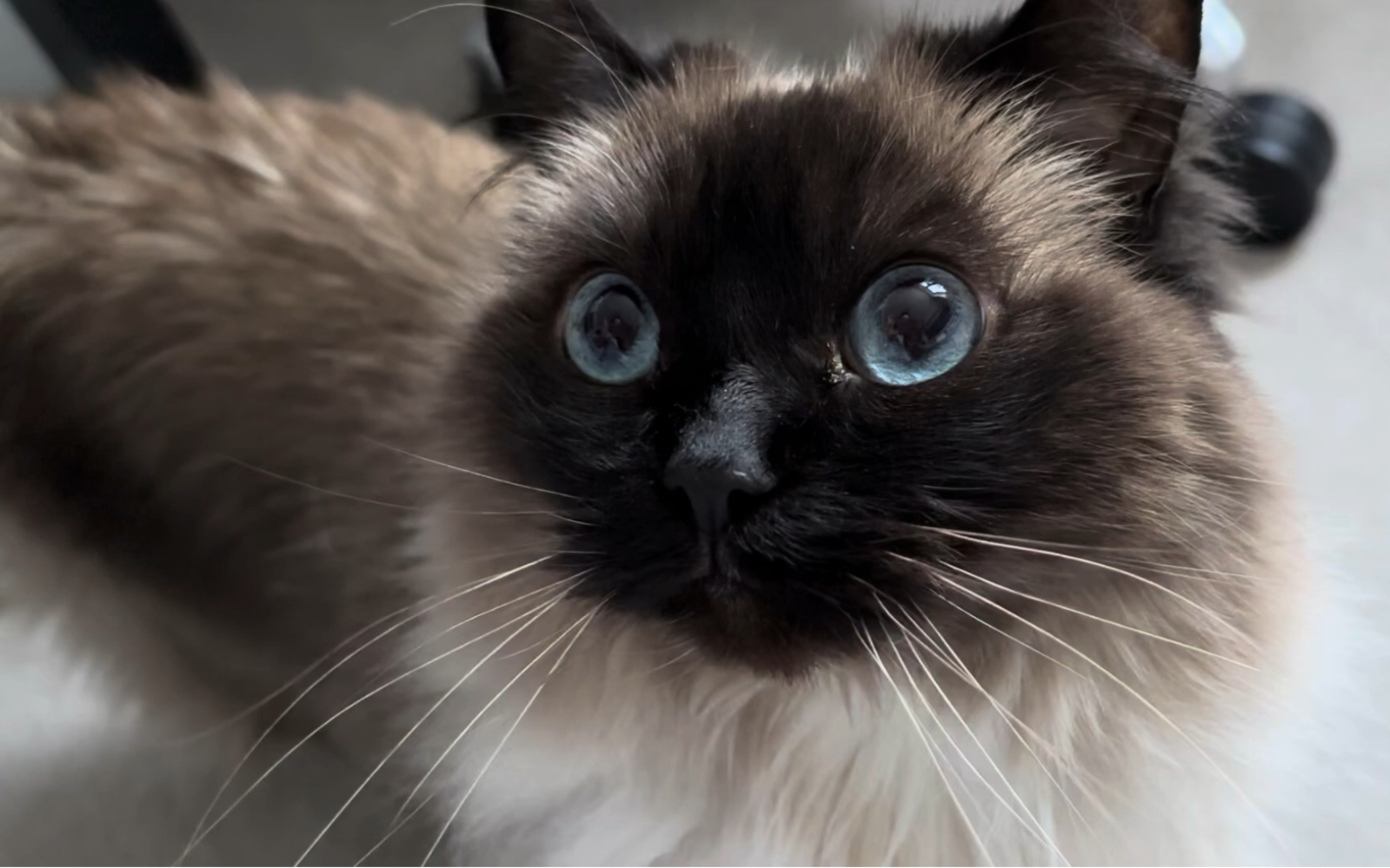 猫咪的脸咋这么黑,好可爱呀!