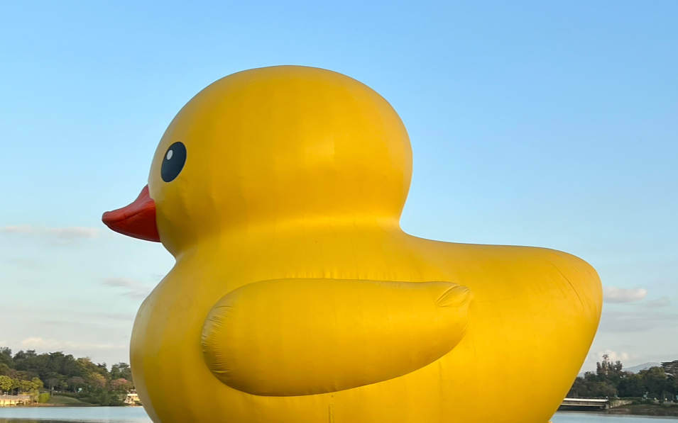 深圳人才公园有一只小黄鸭在等你!不要错过啦!