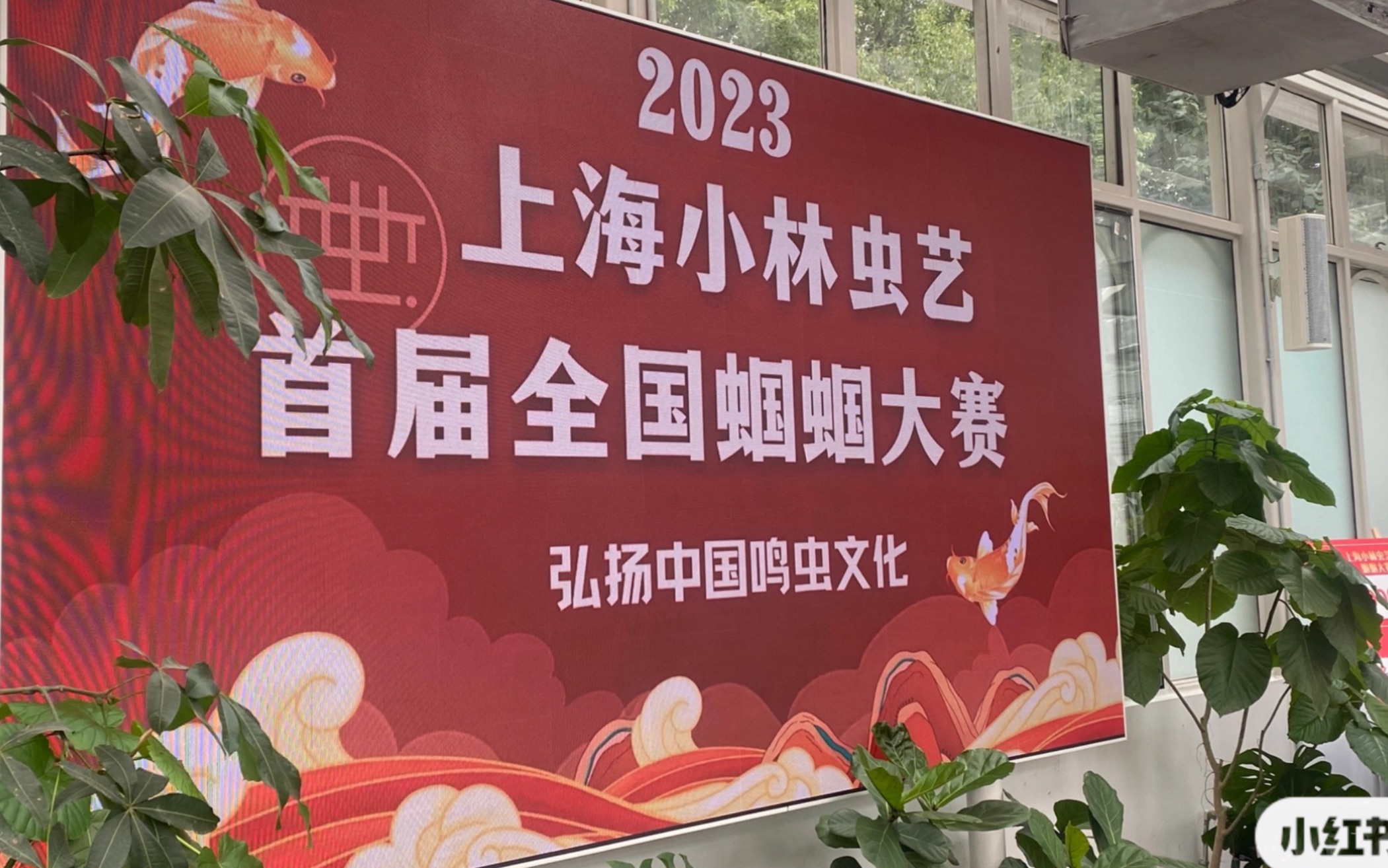 上海首届蝈蝈大赛