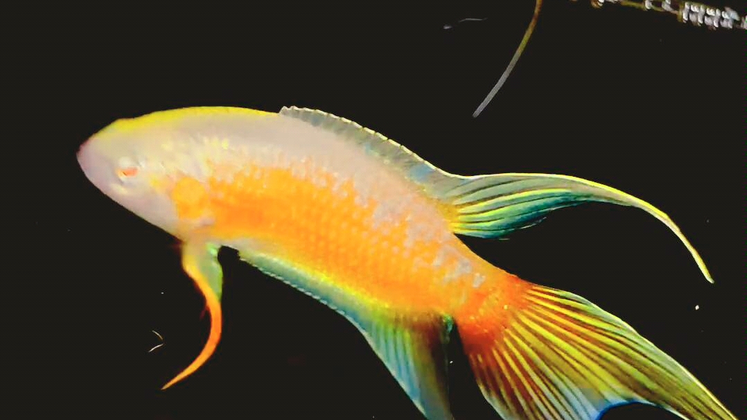 白化红火焰斗鱼