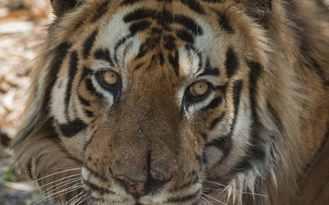 【班达伽】:11岁的虎王t22—维伦雄风犹在,谁敢一战?19.3.17在2号区