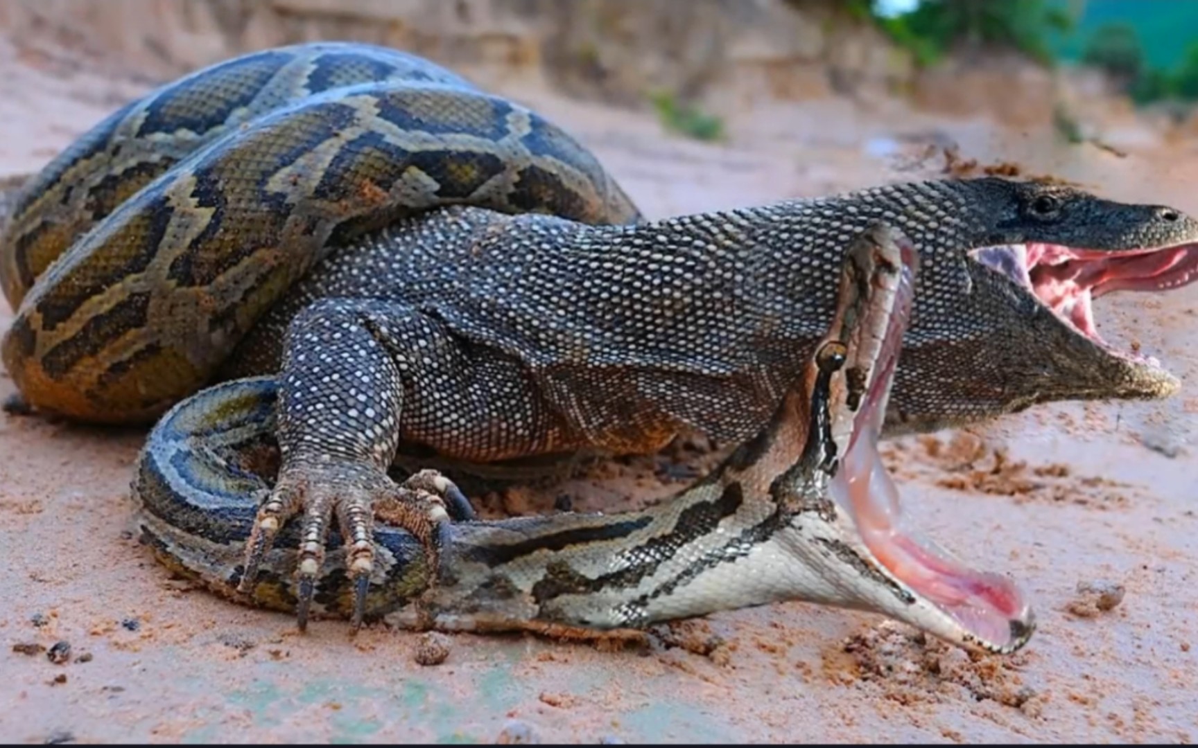 科莫多巨蜥vs河马图片