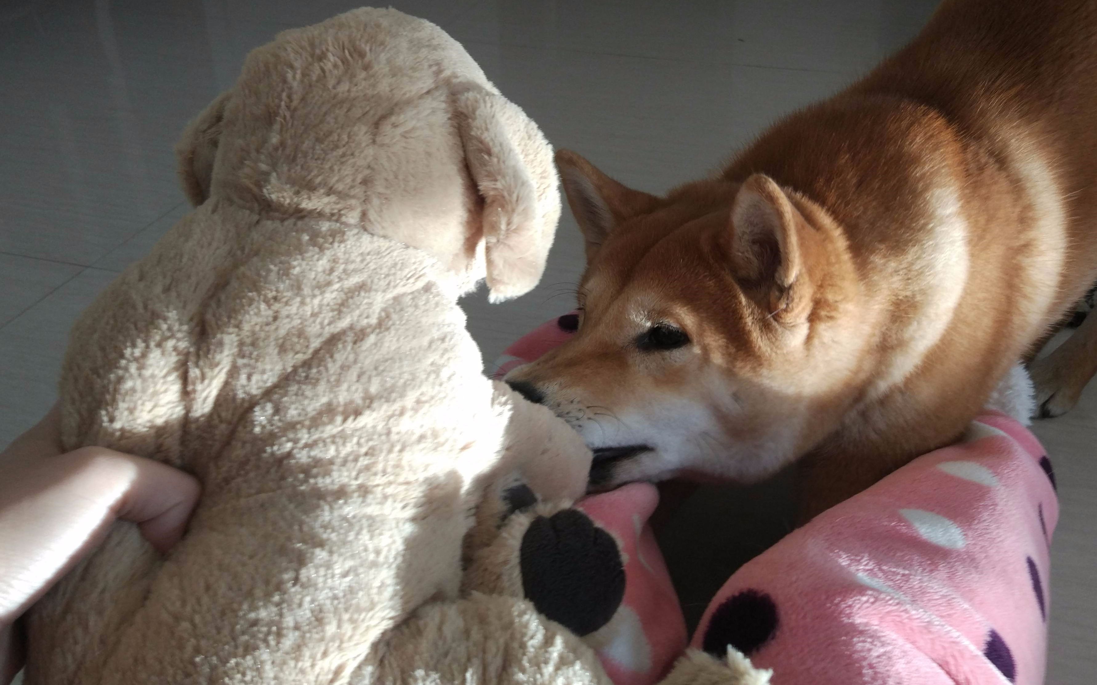 【柴犬】嫉妒使我质壁分离