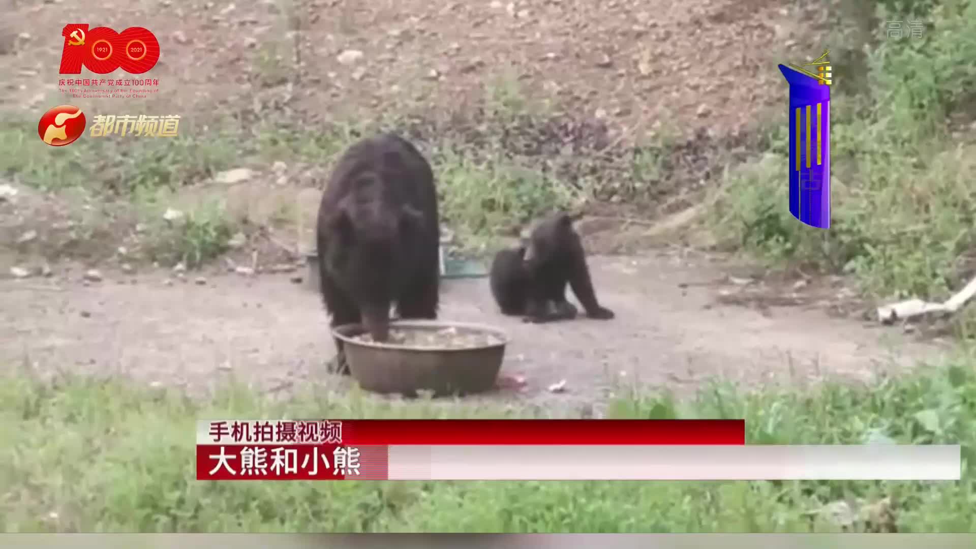 熊妈妈带孩蹭吃喝,护林站人熊和谐相处,护林员:每年都会来!哔哩哔哩bilibili