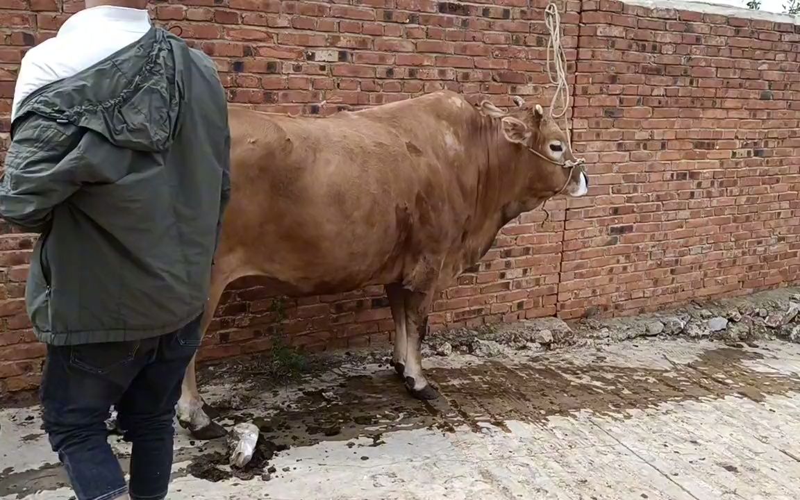 这个体型农户拉车耕地大阉牛,43一公斤过秤,有590公斤这价贵吗