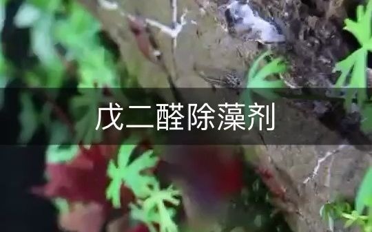 戊二醛除藻剂 水草缸经验哔哩哔哩bilibili