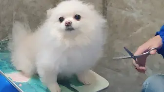 给小狐狸剪毛剪到快睡着你这个tony老师到底行不行 哔哩哔哩 Bilibili