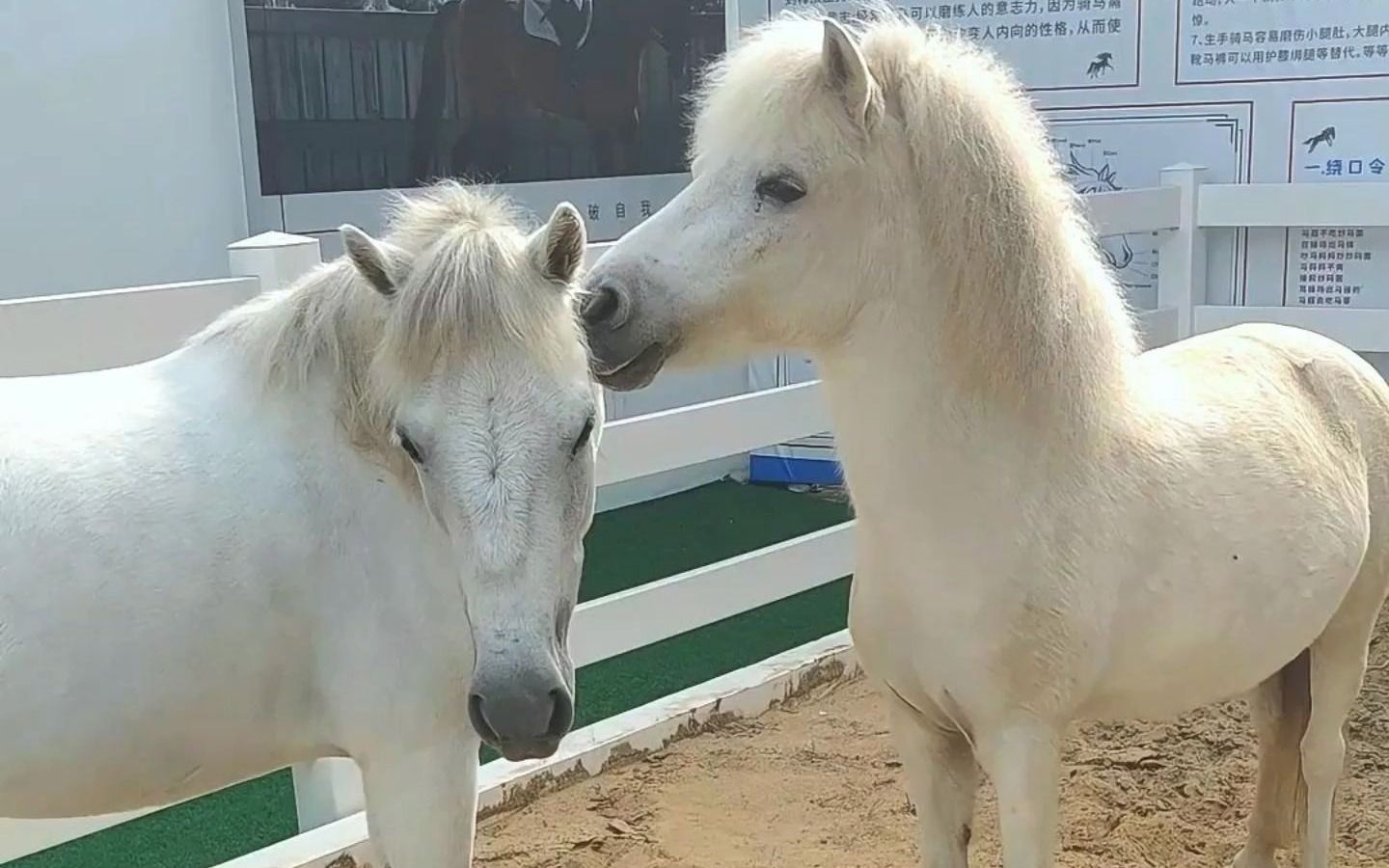 哪匹小马更可爱?