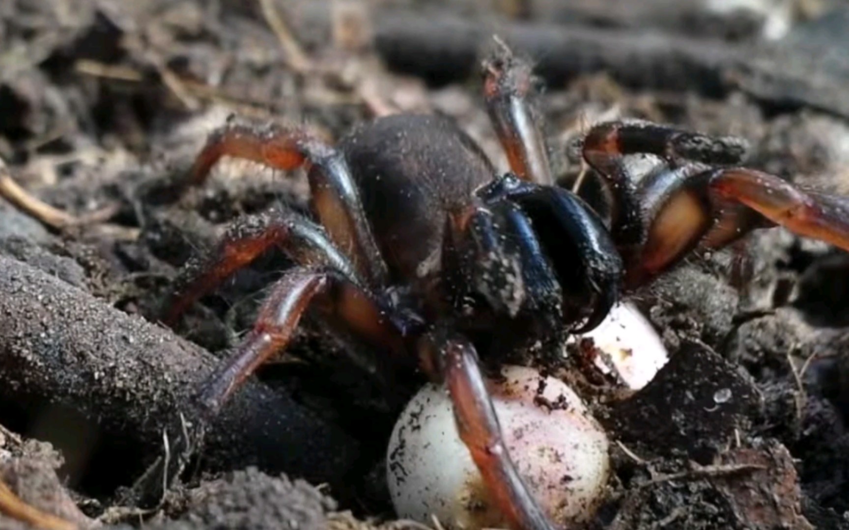 活动  近距离视角感受原蛛下目的压迫感