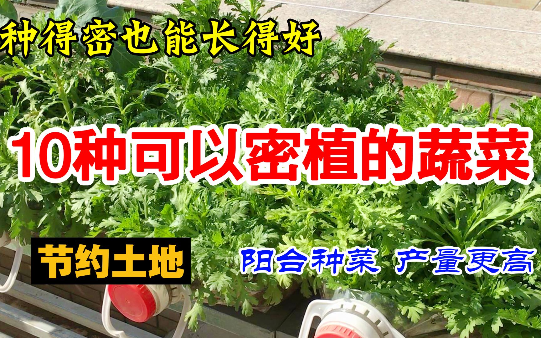 [图]种菜的空间太小怎么办？试试这10种蔬菜，密植也能种得很不错