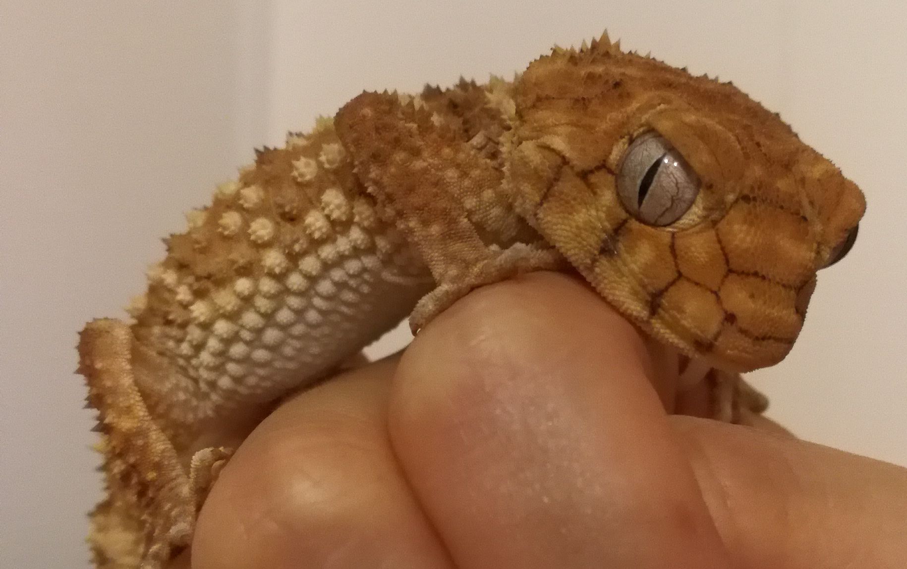 棘皮瘤尾守宫 开箱!从此我也是有小怪兽的人啦