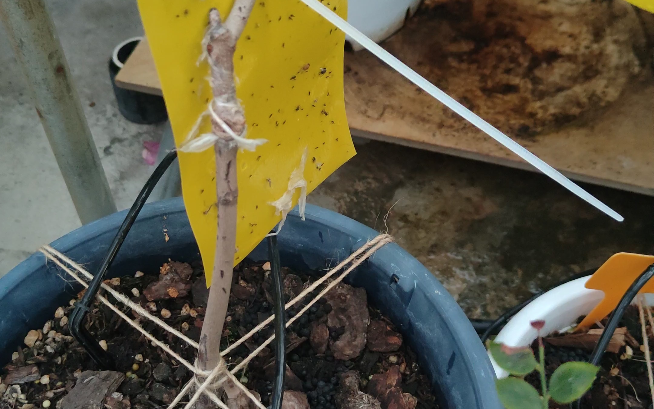 蓝莓被蓟马嚯嚯了(本视频含马量巨高)