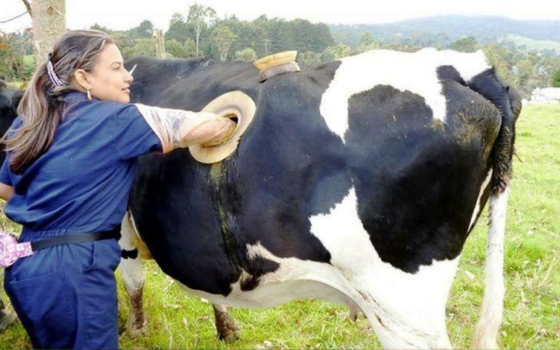 在牛背上打个洞,掏出牛正在消化的草料