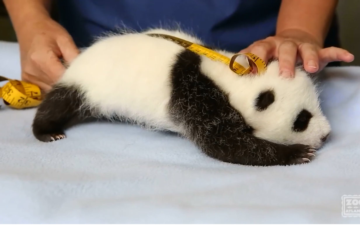 【滾滾】為大熊貓幼崽體檢( 美>亞特蘭大動物園) giant panda cub