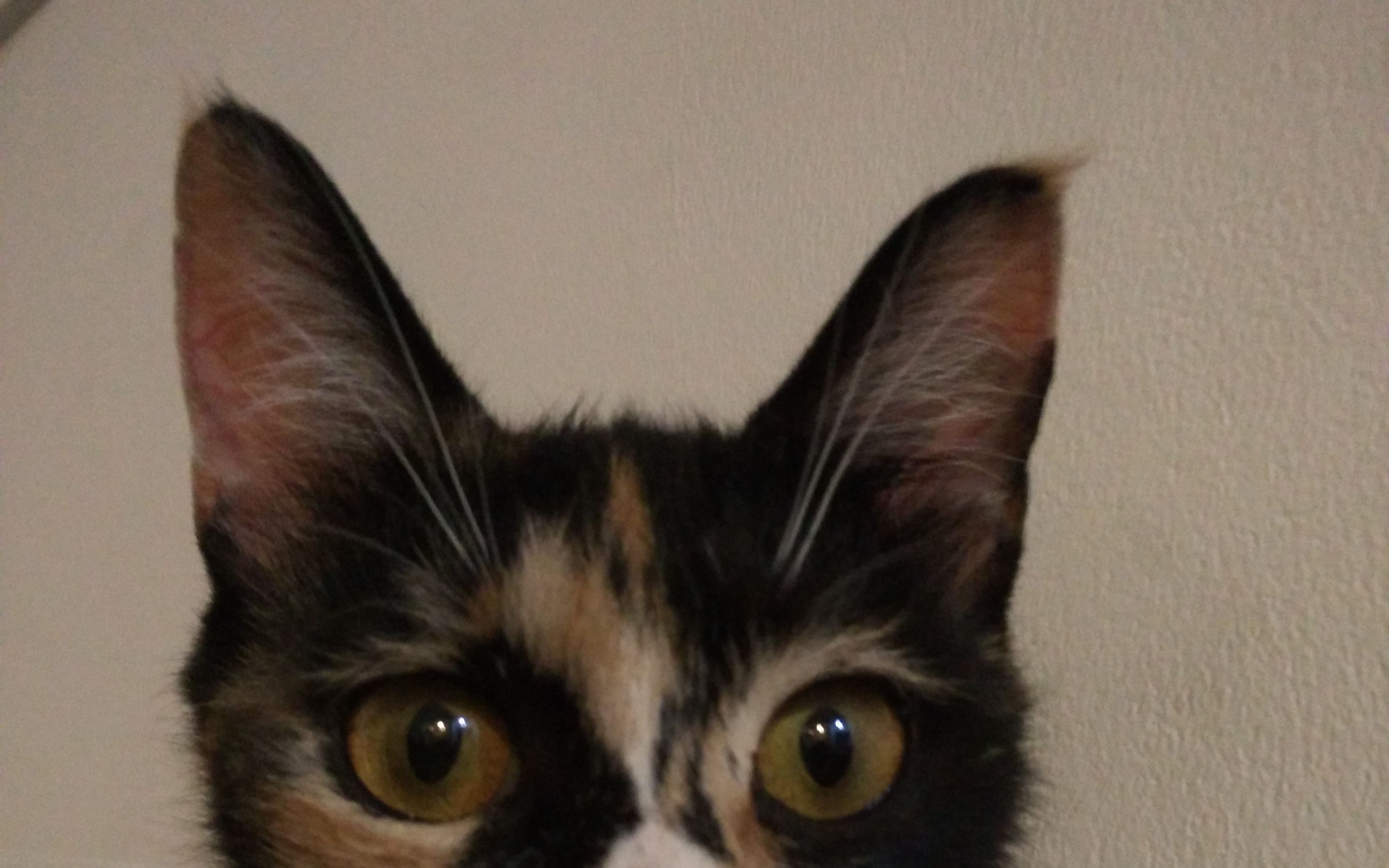 服侍猫主子的日常_哔哩哔哩_bilibili