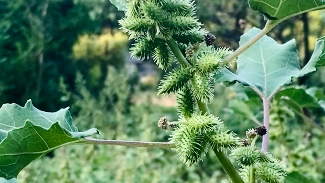 采采卷耳,不盈顷筐