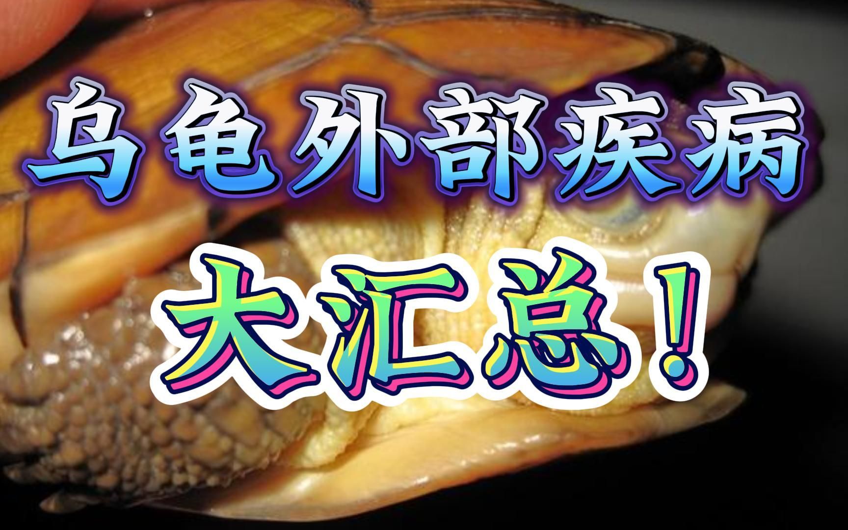 乌龟常见外部疾病大汇总!腐皮、腐甲、真菌、中耳炎、疥疮、白眼病?一个视频教会你!哔哩哔哩bilibili