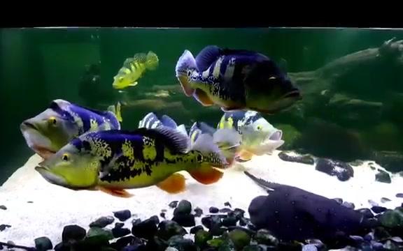 观赏鱼皇冠三间魟鱼混养