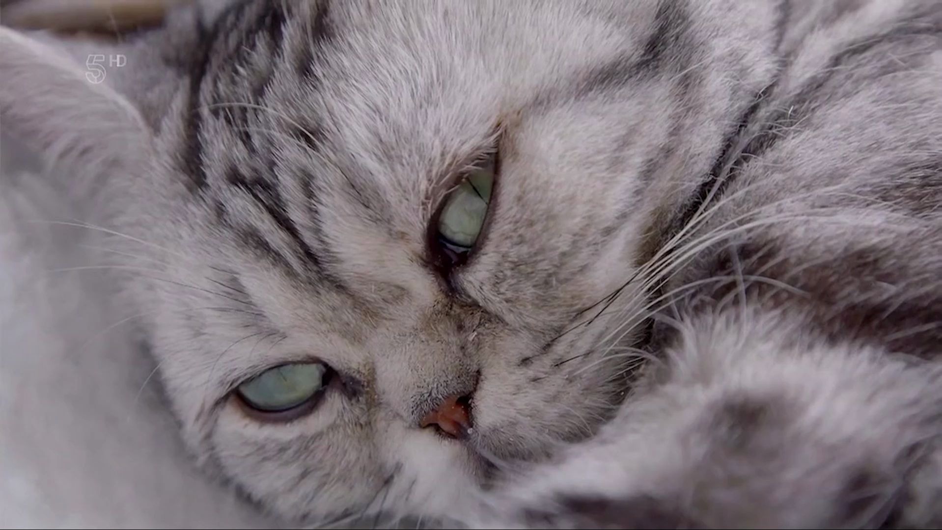 【云吸猫】来自喵星的致命眼神杀!接招吧!