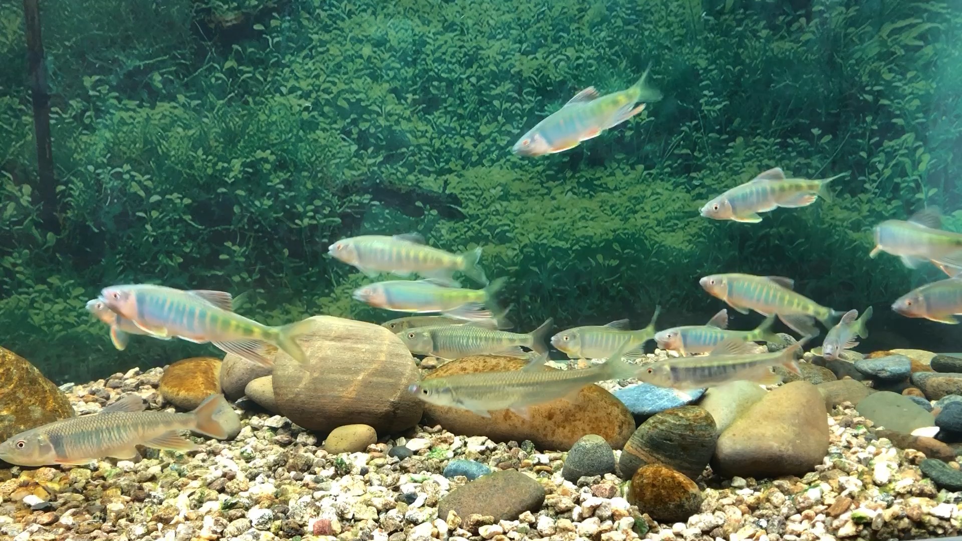 马口长鳍鱲混养溪流原生缸