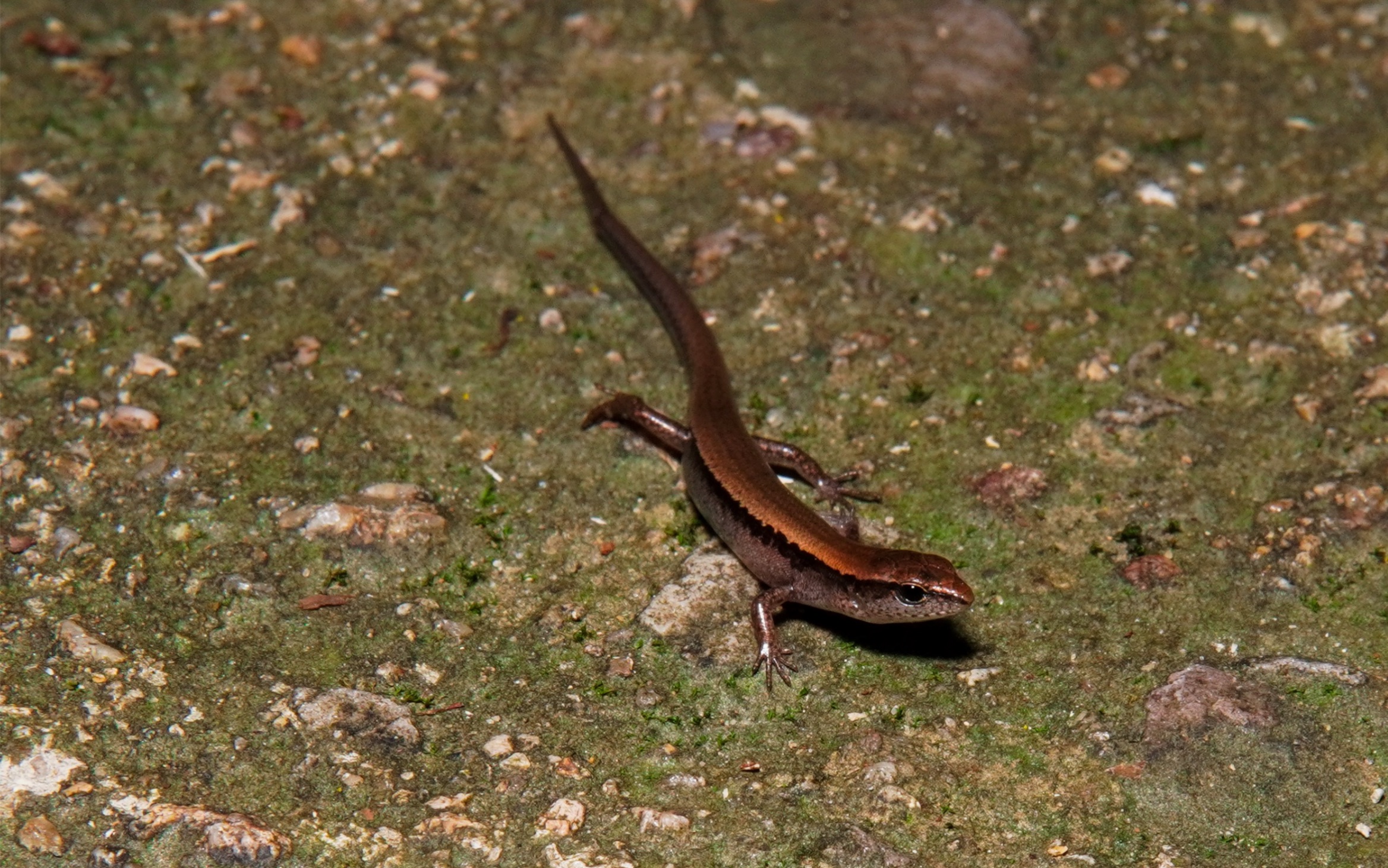 武汉山头的漫山遍野的宁波滑蜥,一起来探索吧!_哔哩哔哩_bilibili