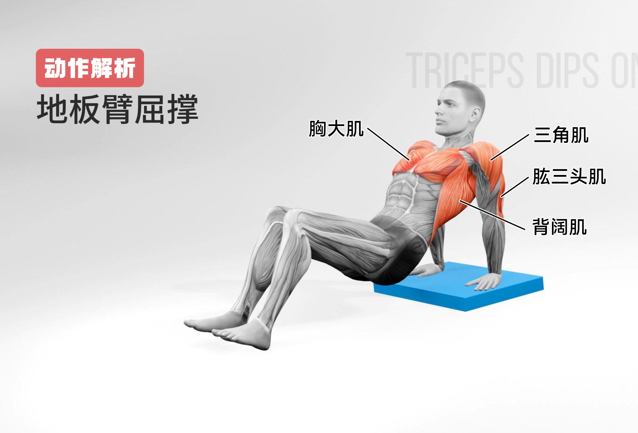 地板臂屈撑是一种针对肱三头肌,胸部和肩部的徒手健身动作