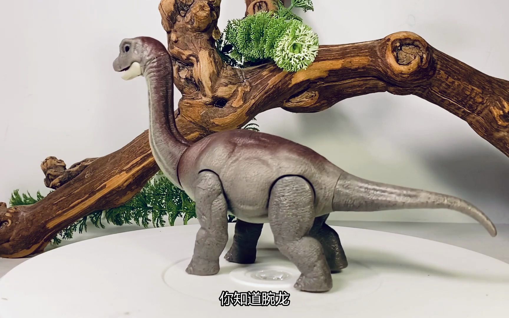 (转载)2021年美泰jw白垩纪夏令营 腕龙宝宝(熟肉)_哔哩哔哩_bilibili