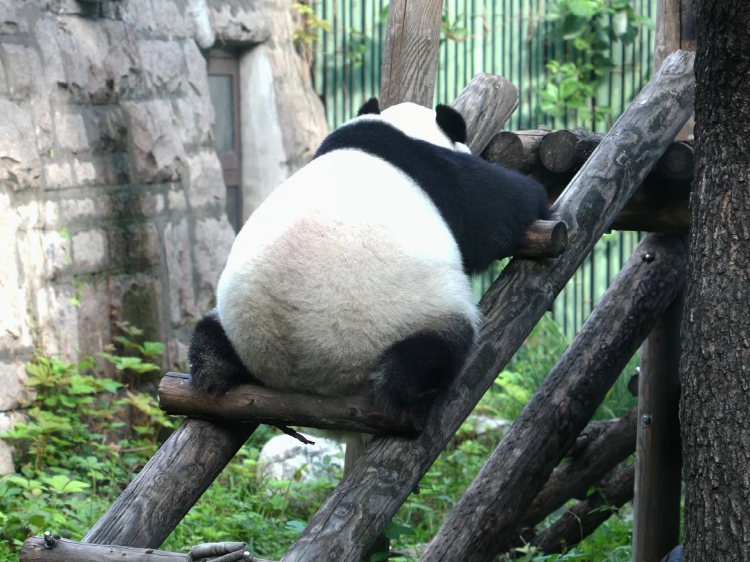 大熊猫睡觉图片图片