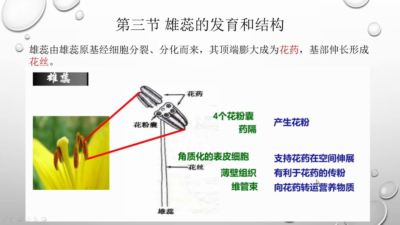 第八章 植物的生殖器官花2哔哩哔哩bilibili