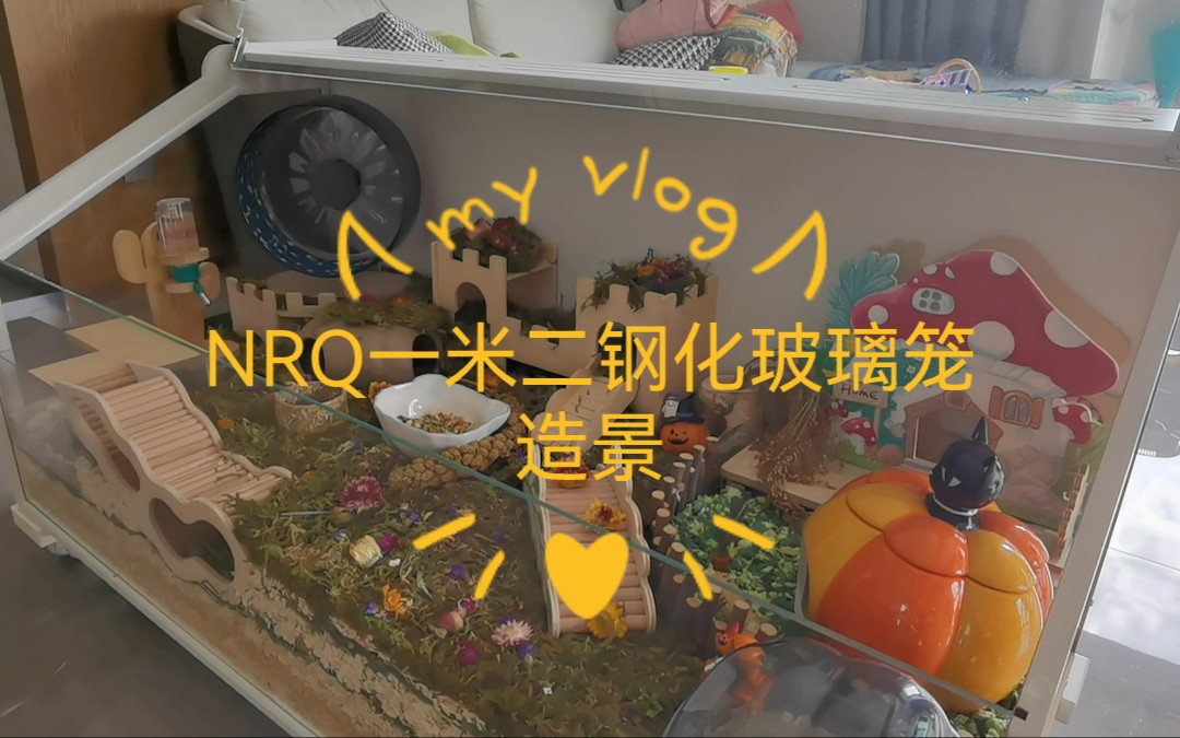 NRQ一米二钢化玻璃斜开笼造景,第一次拍造景视频,拍的比较糟糕,但还是想记录下!嘿嘿,希望崽子会习惯这个新家,这是我目前能提供的最大的笼子了...