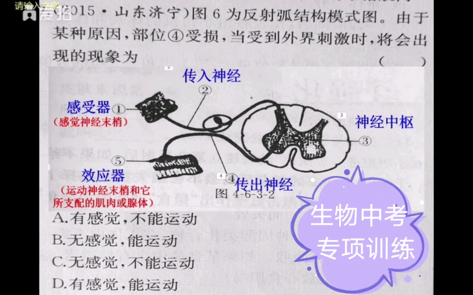 生物中考专项训练有关反射弧的结构和功能