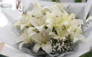 百合花束 哔哩哔哩 Bilibili