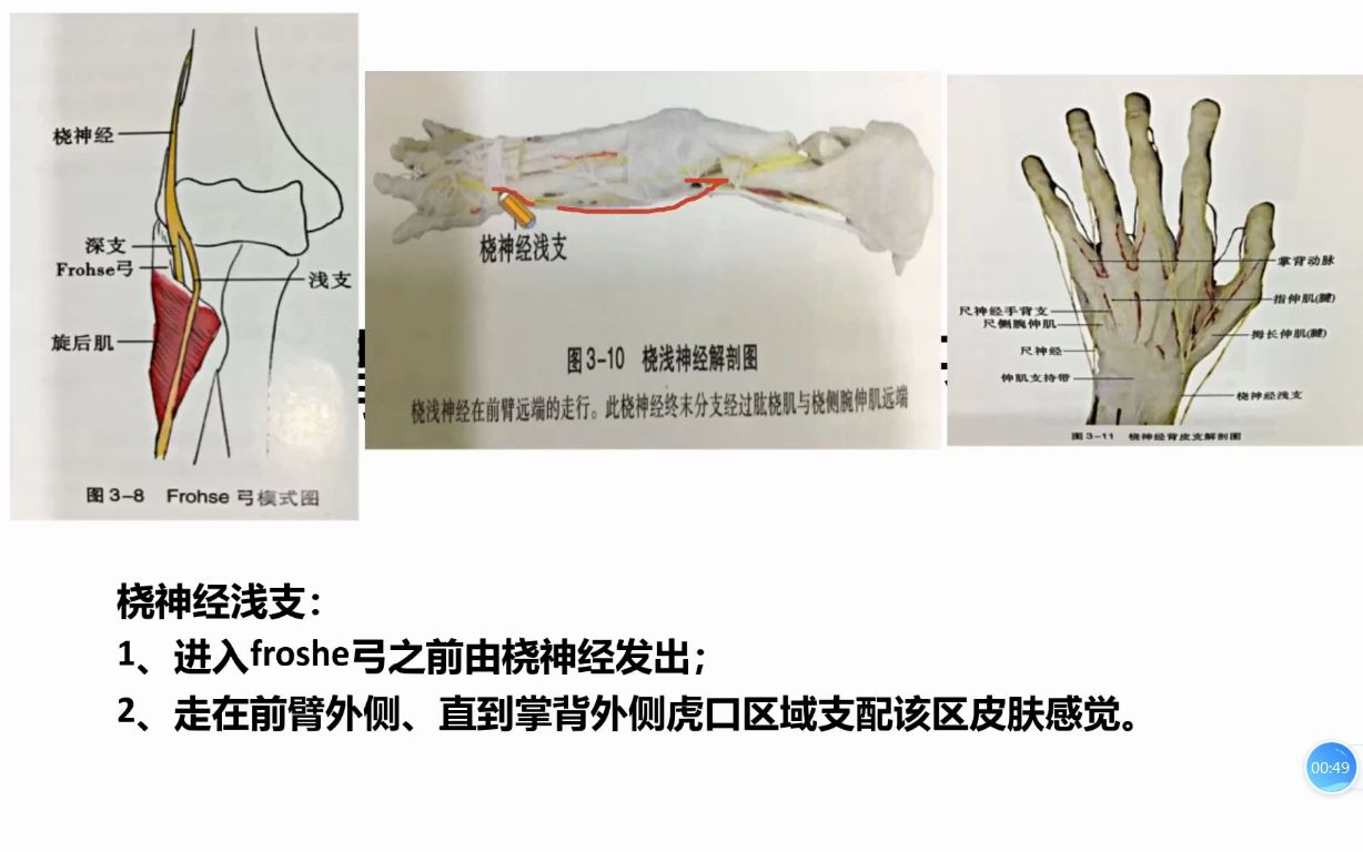 桡神经前臂分支浅支走行解析