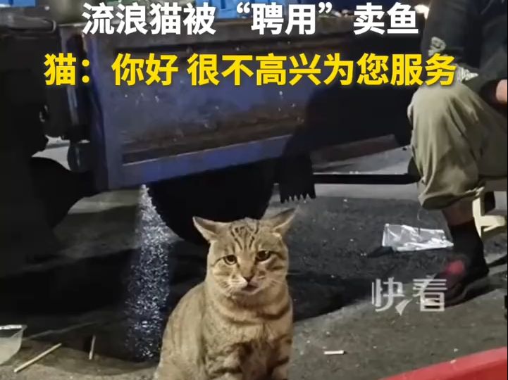 流浪猫被“聘用”卖鱼,猫:你好,很不高兴为您服务……哔哩哔哩bilibili