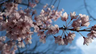 桜っ子クラブ 哔哩哔哩 Bilibili