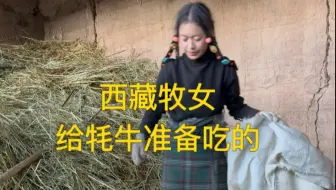 西藏牧女在牧区的一天生活