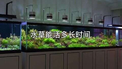 越是生长慢的水草就越不能用强照明 哔哩哔哩