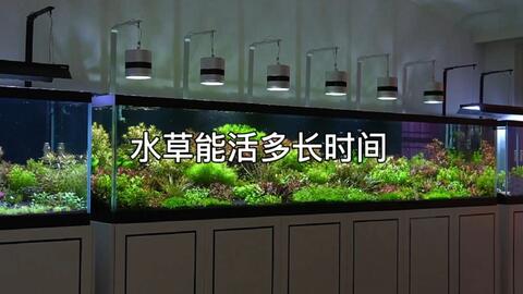 草缸水草种植密度和种类的把控 哔哩哔哩 Bilibili