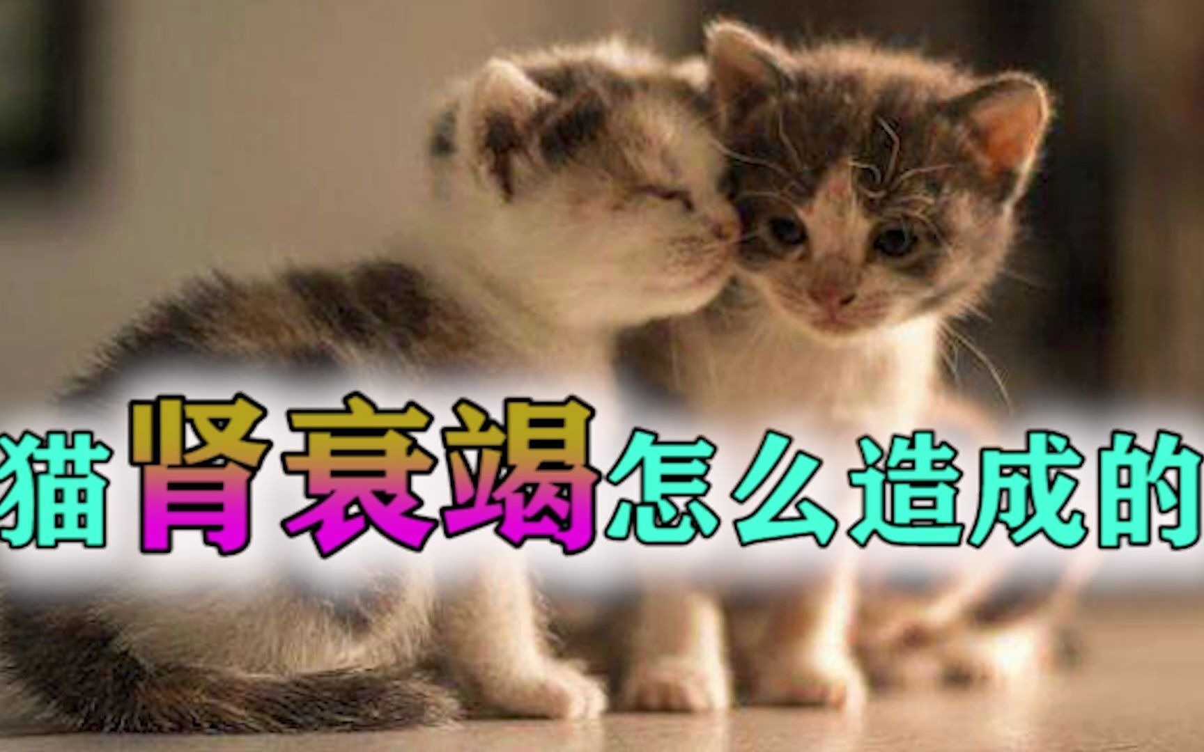 猫肾衰竭怎么造成的哔哩哔哩bilibili