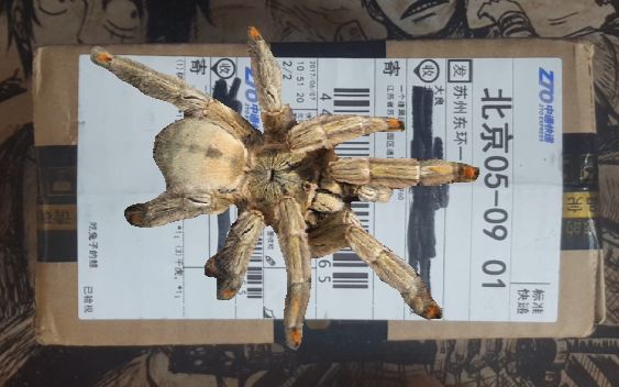 大良千里达老虎尾开箱