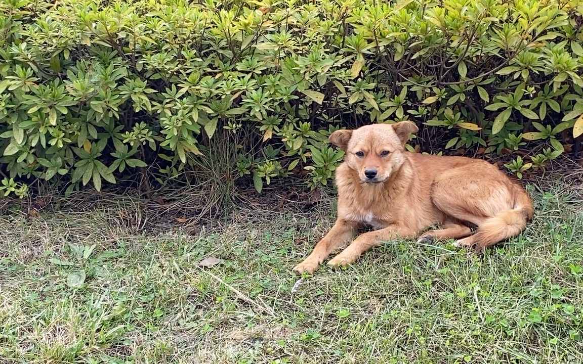 校园流浪猫狗图片